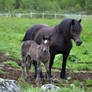 mare and foal