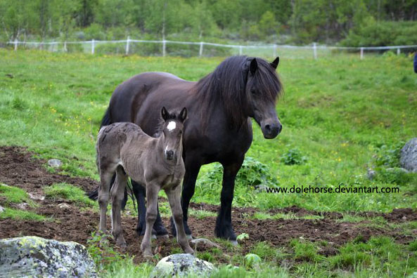 mare and foal