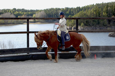 Chestnut mare dressage