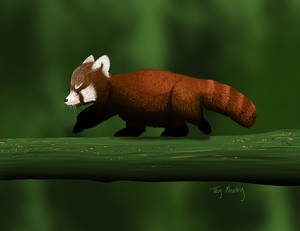 Baby Red Panda