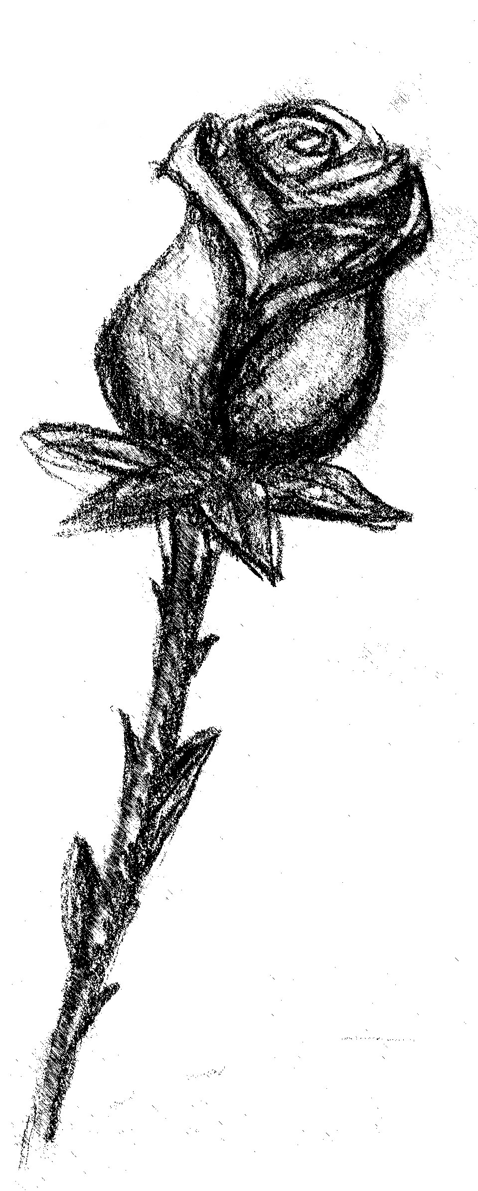 monochrome rose