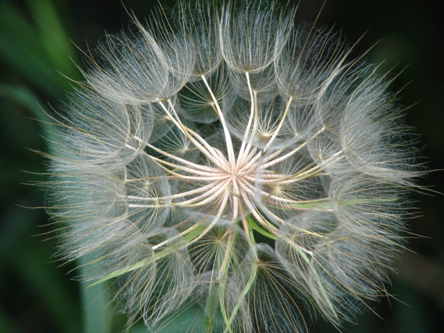 Dandelion