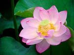 Lotus by Nevma