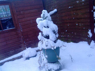 Snow covered plant