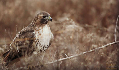 Red Tailed Hawk