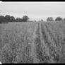 Soybeans as far as the Eye can See