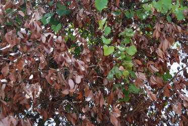 Leaves 5