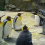 Penguins at Edinburgh zoo