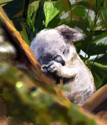 Koala