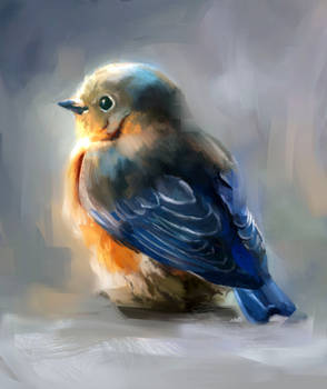 Blue bird