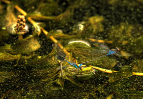 Small Red-eyed Damselfly