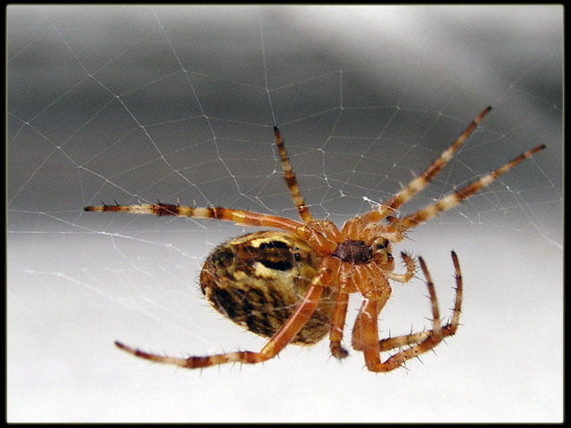 Spider Insect Deviantart Spider by Insecta on DeviantArt