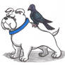 Bulldog and Pigeon