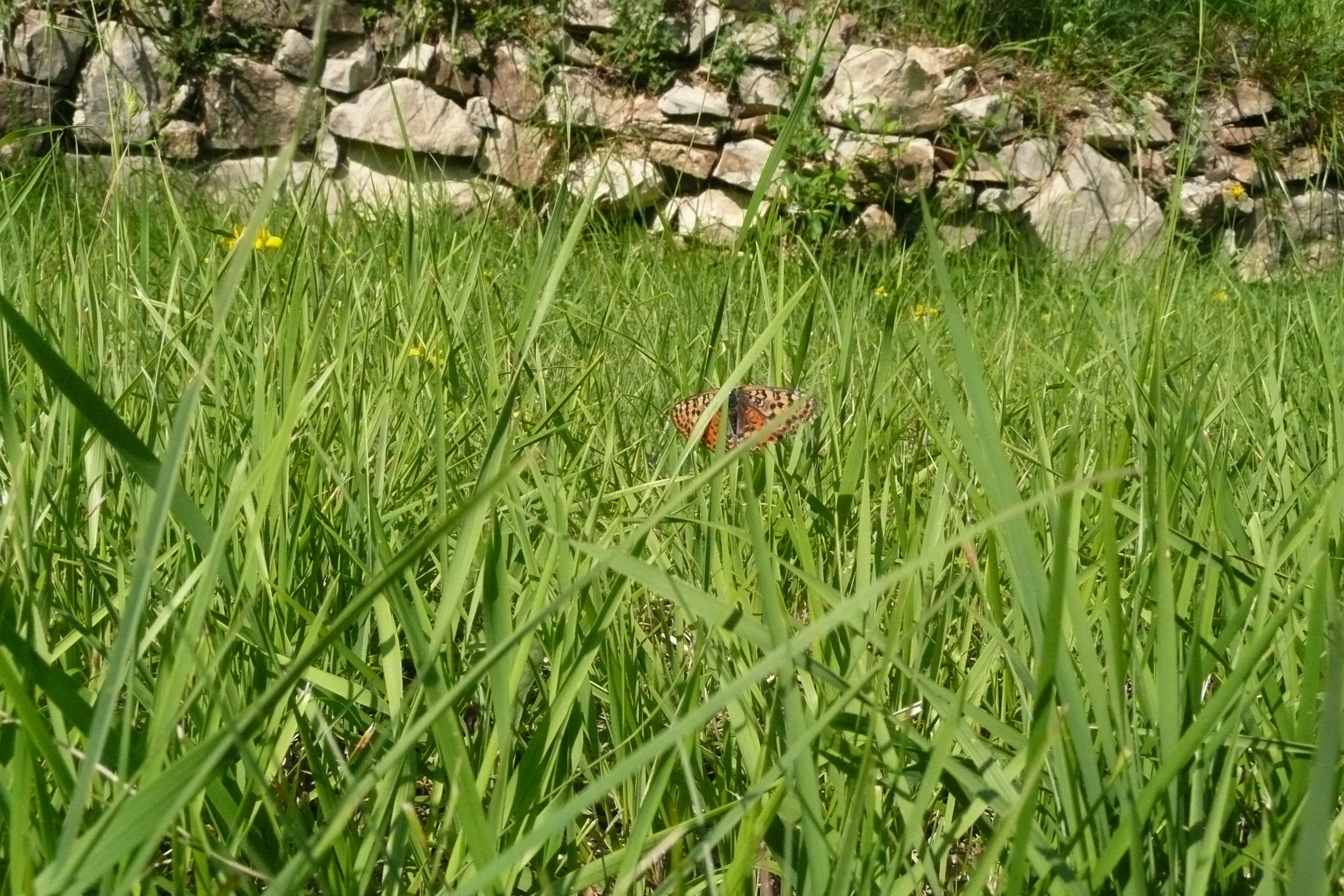 butterfly in the lawn