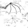 Dragon wings study