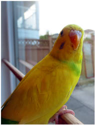 Chicken the Budgie