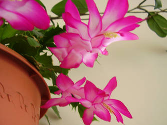 My Schlumbergera