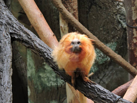 Golden Lion Tamarin at the Brookfield Zoo