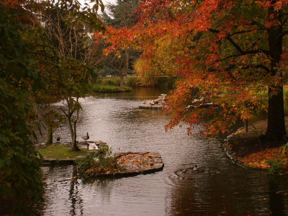 A Cologne Zoo Lake