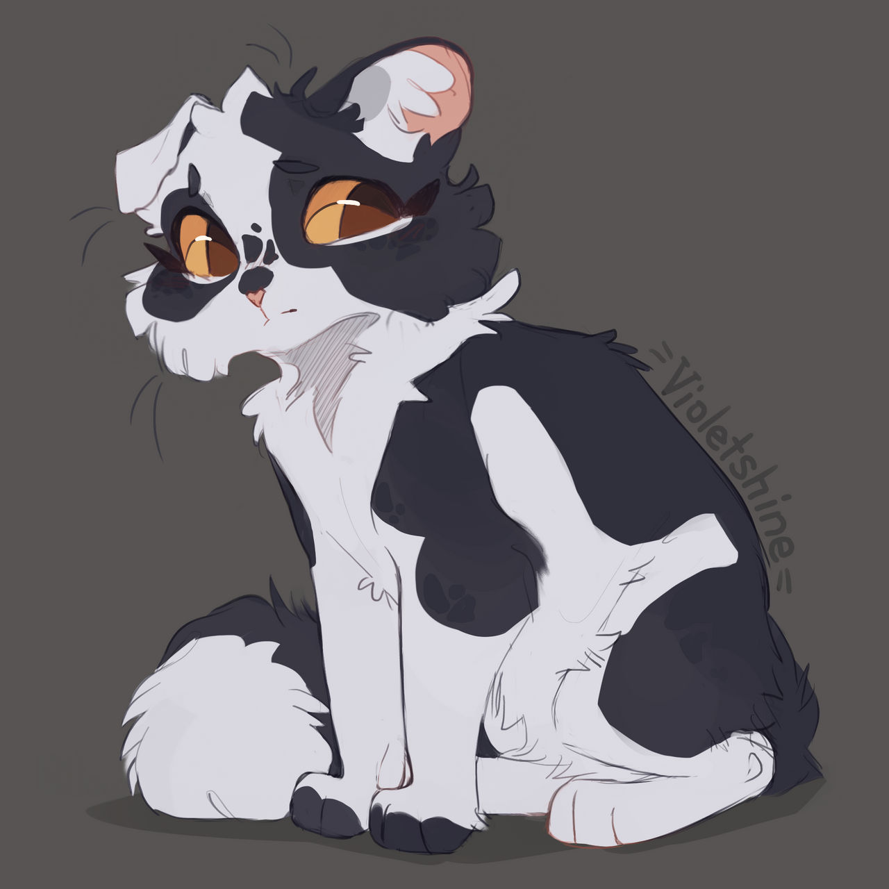 Violetkit Violetshine by GrayPillow on DeviantArt