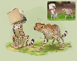 cheetahs