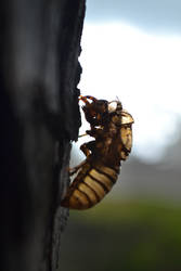 Cicada shell