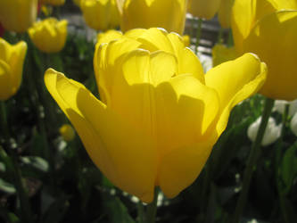 Tulip Of Istanbul 2