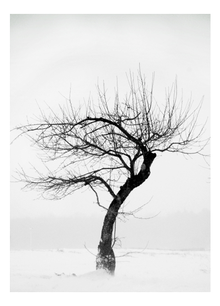 Lonely Tree