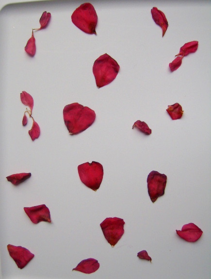 Petals 2