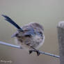 On the Fence