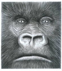 Gorilla Head - Pencil drawing.