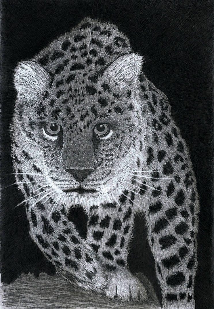 Amur Leopard Pencil drawing by PeterArnold on DeviantArt