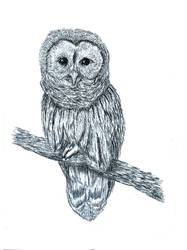 Barn Owl - Biro