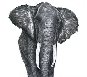 Elephant drawn using Graphite Pencil only.