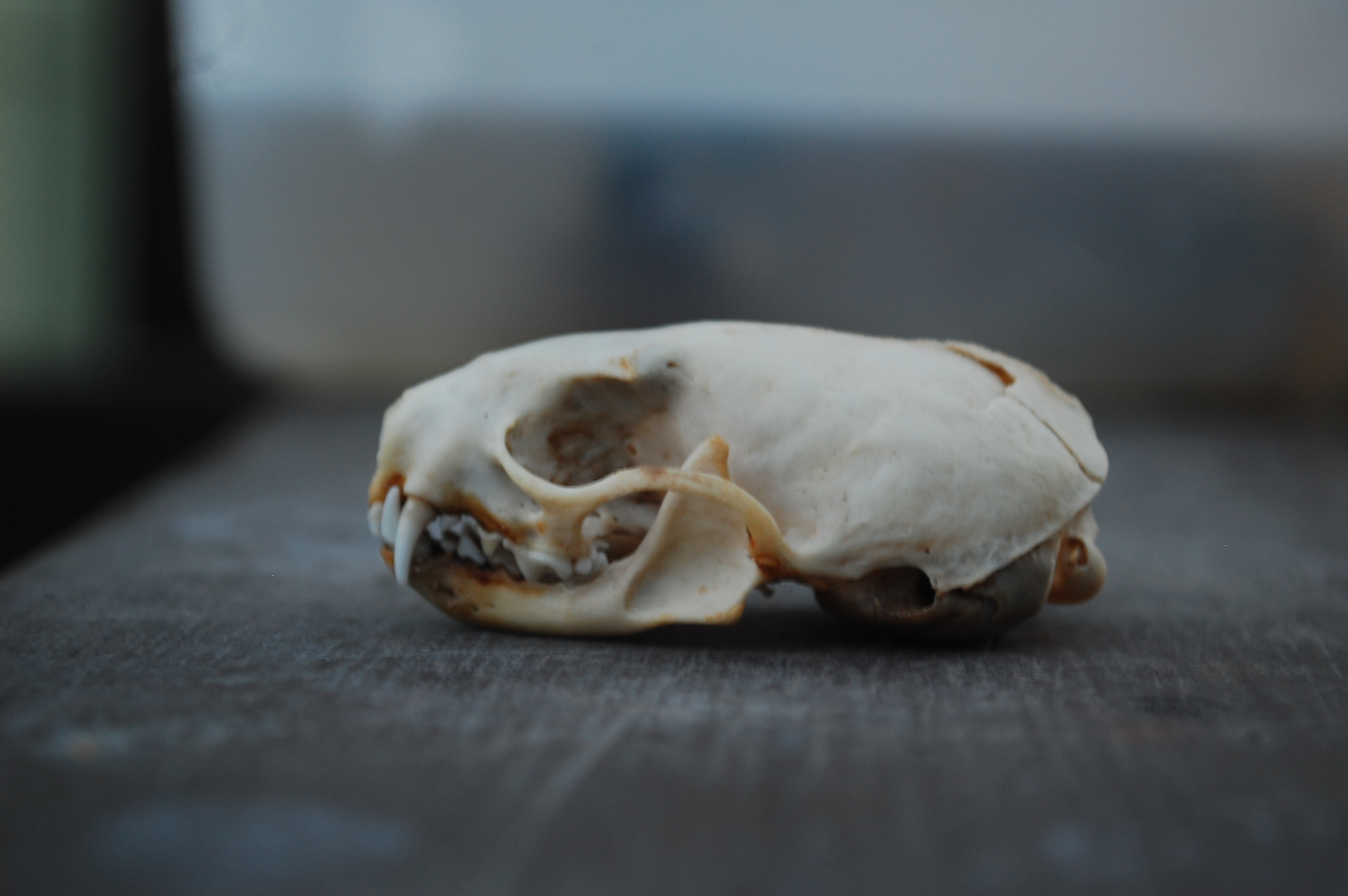 Stoat Skull