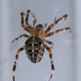 Spider 04