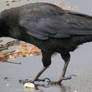 Crow Nr 7
