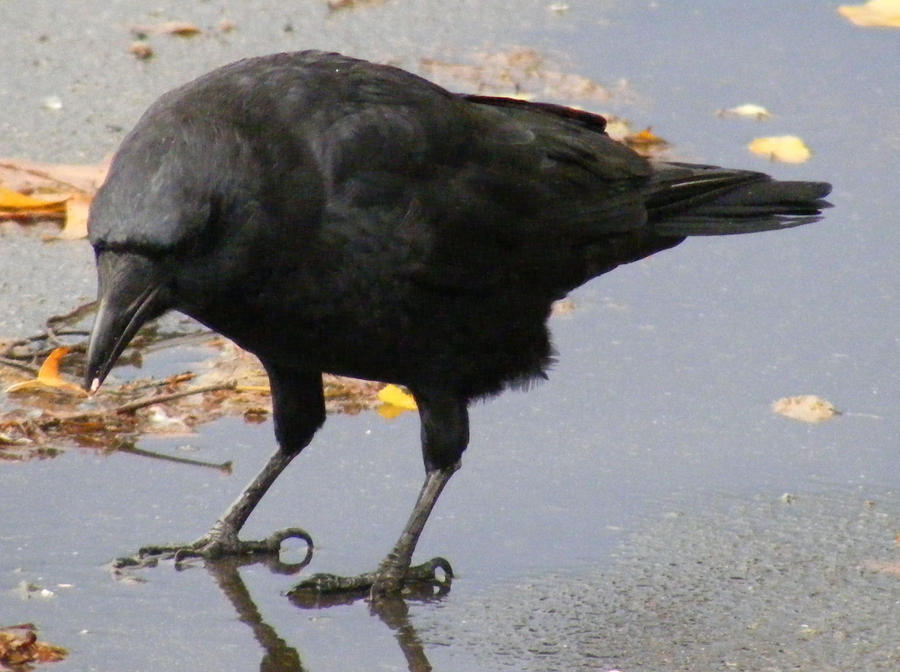 Crow Nr 9