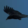 Black Bird Flying 02