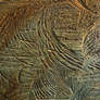 Wood Texture 19