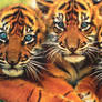 tiger postcard 2009