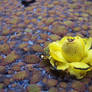Rose+Lotus Hybrid