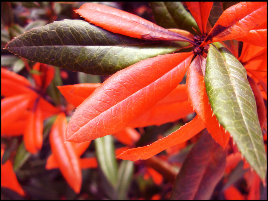 +green and red+ by Sabyna on DeviantArt