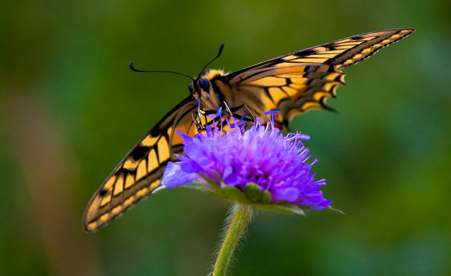 Butterfly World by BWozniakPhotography