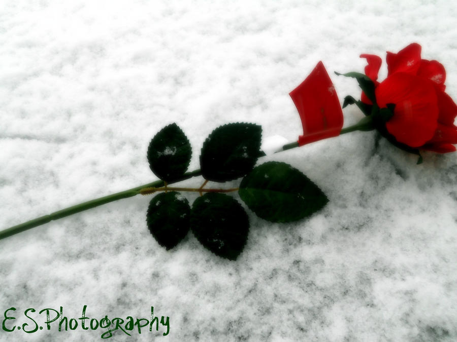 The fallen rose by FlowerTree on DeviantArt