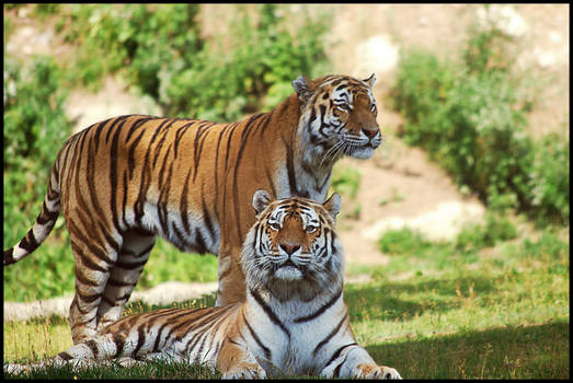 Tigers