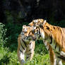 Tigers cuddle