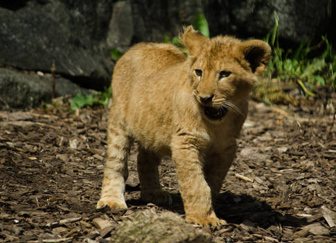 Baby lion