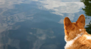 Contemplative Corgi