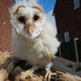 BARN OWL BABY STOCK 1